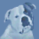American Bulldog head...