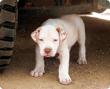 American Bulldogs and Bandogge Mastiffs love kids!